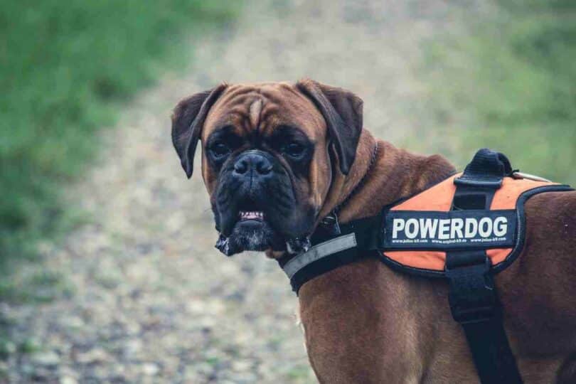 Cane-Corso